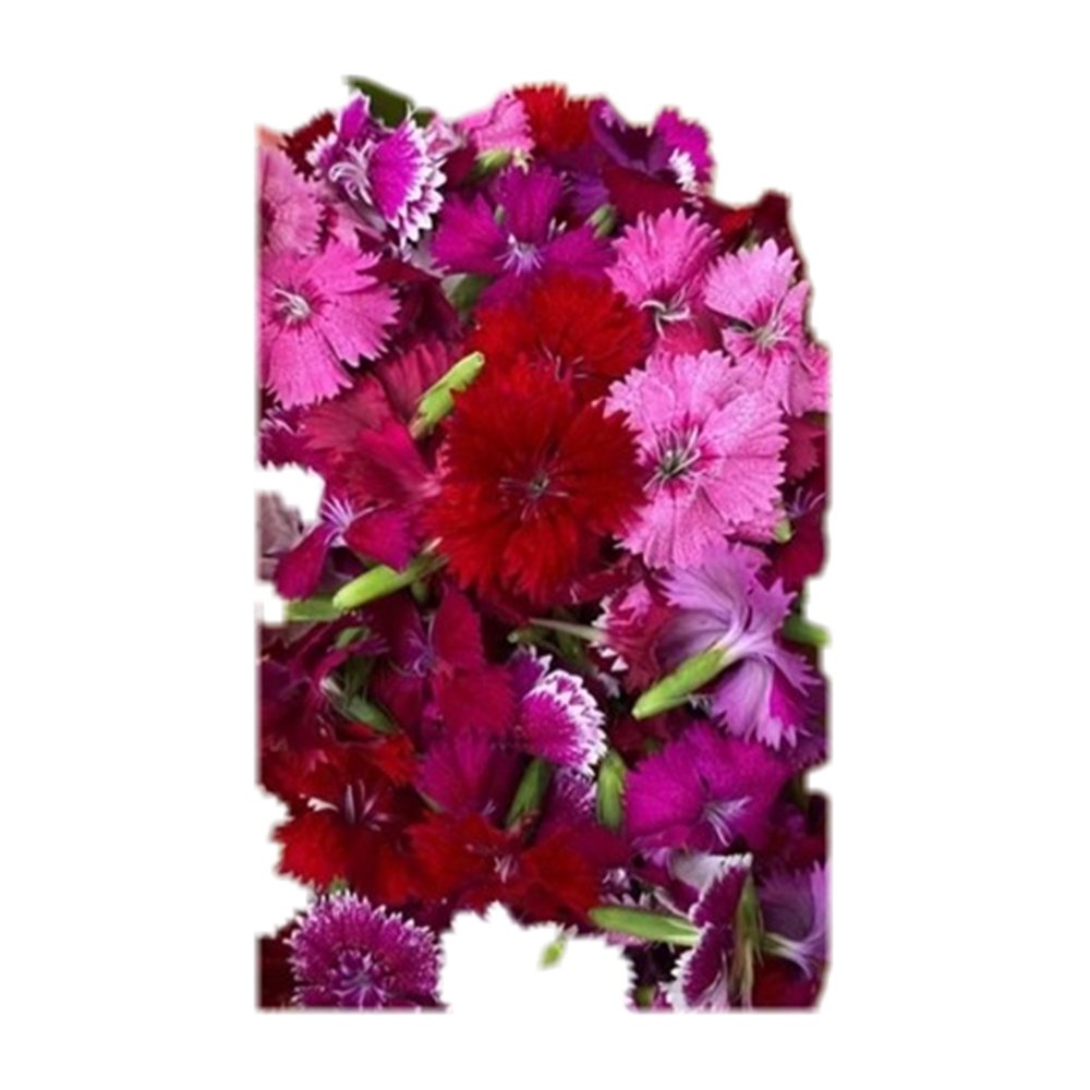 Hoa cẩm chướng tươi decor 15g
